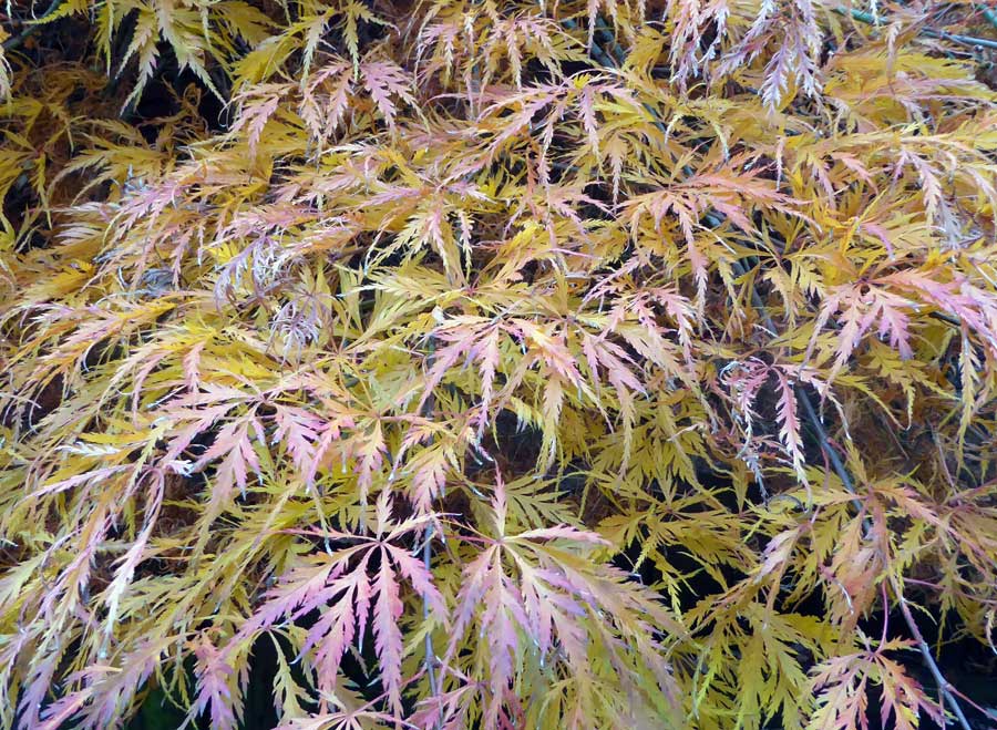 Acer in autumn