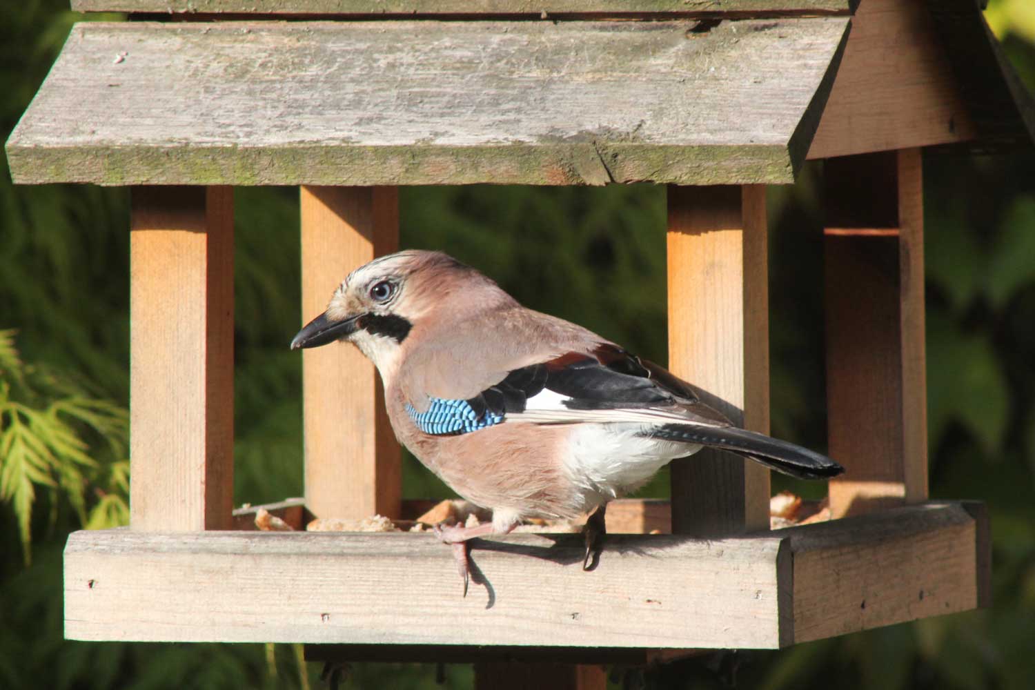 Jay just about fits on my bird table  Jay just about fits on my bird table