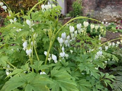  Dicentra Alba 
