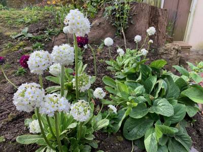  Primula Denticulata 