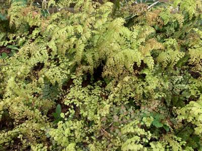  Maidenhair Fern 