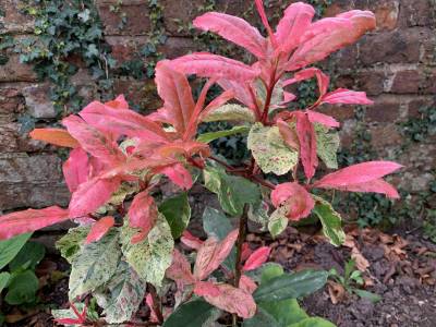  Photinia - Pink Crispy 