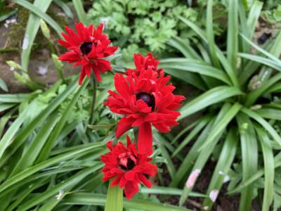  Anemone 