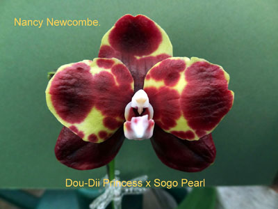  Nancy Newcombe 