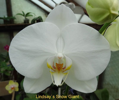  Linsay's Snow Giant 