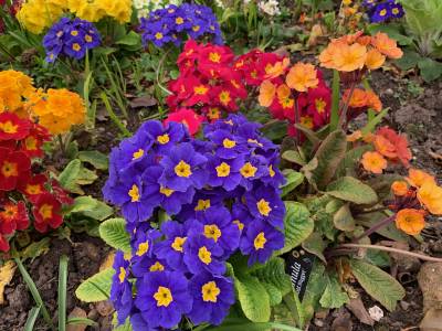  Primula 