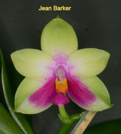  Jean Barker 