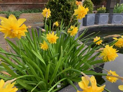  Narcissus Tete Boucle 