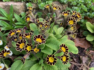  Primula x Gold Lace 