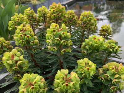  Euphorbia 