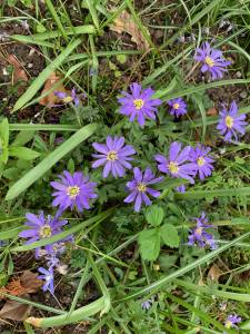  Anemone Blanda 