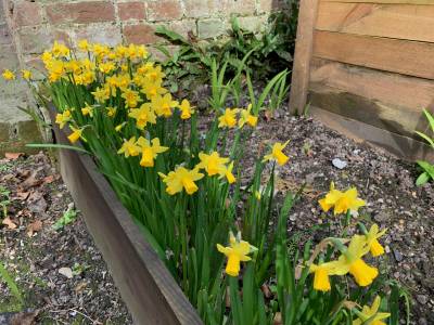  Narcissus - Tete-e-Tete 