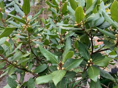  Laurus nobilis - Bay Tree 