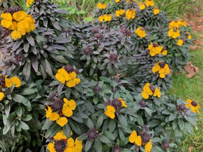  Erysimum 