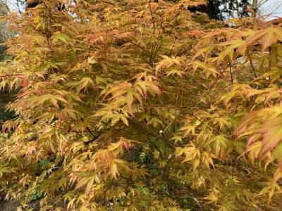  Acer 