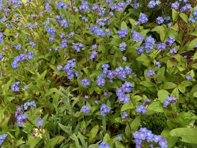  Forget-Me-Not 