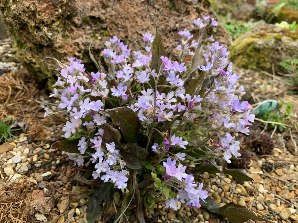  Omphalodes cappadocica 