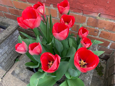  Tulip - 'Avignon' 