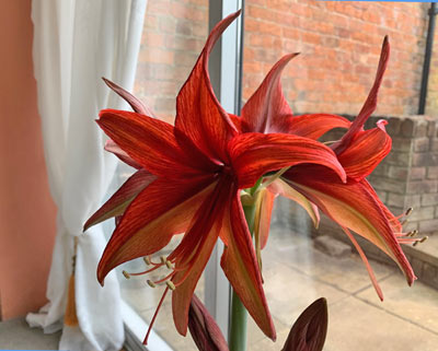  Amaryllis 'Bogota' 