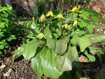  Erythronium - 
