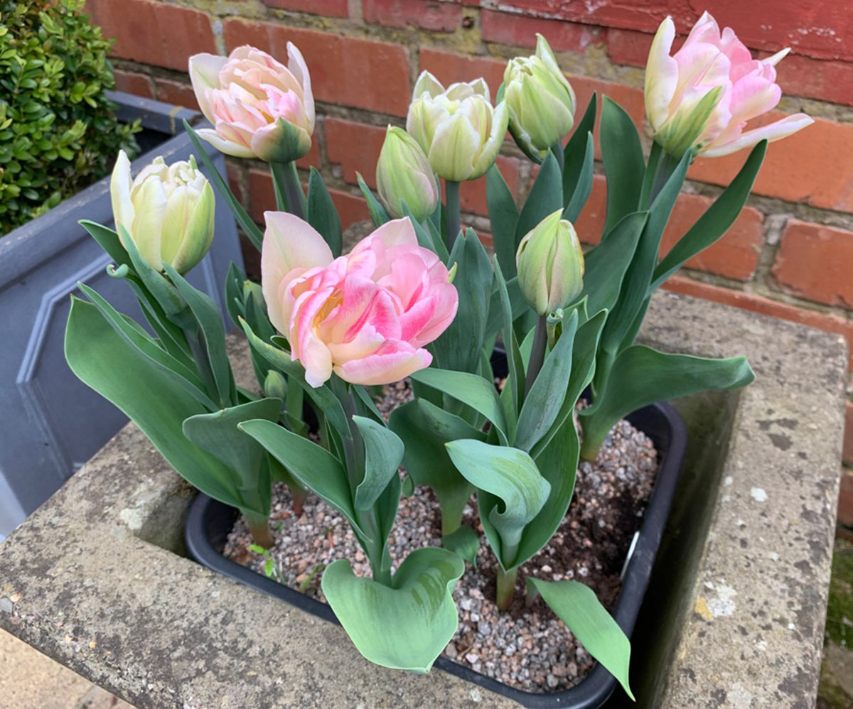  Tulip - 'Foxtrot' 
