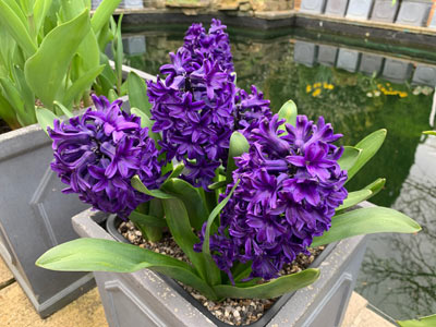  Tulip - 'Peter Stuyvesant' 