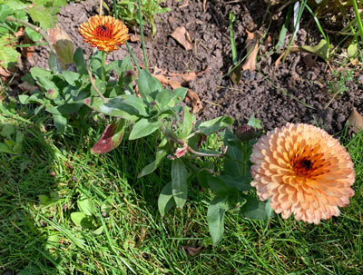  Marigold 