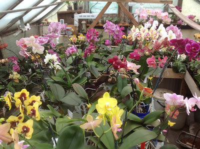  Phalaenopsis 