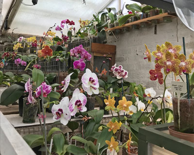  Orchid House 