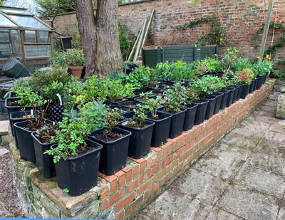  Growing on area for the containers 