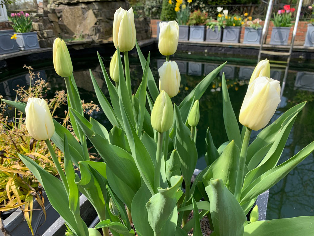  Tulip - 'Don Quichotte' 