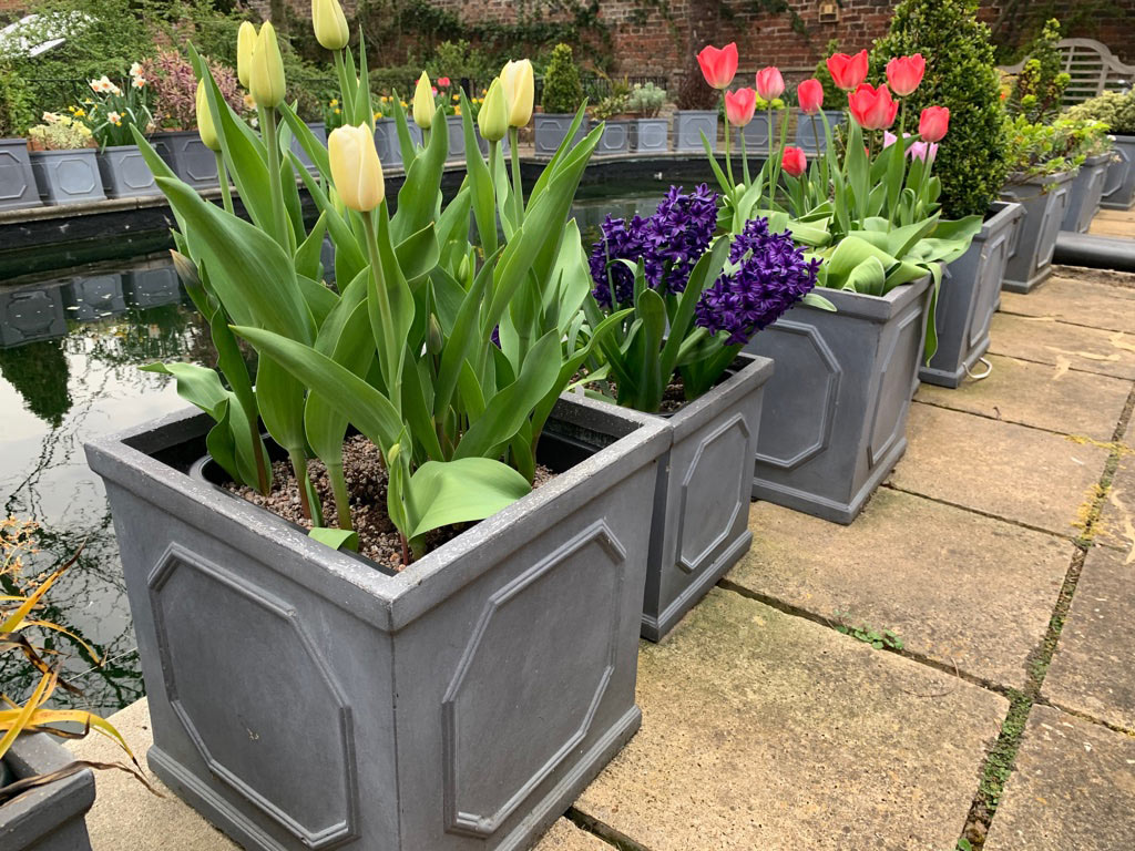  Tulips 