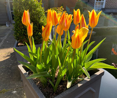  Tulip - 'Guuiseppe Verdi' 