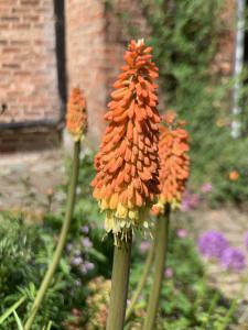 Kniphofia or Red Hot Poker