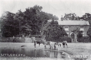 Cattle drinking a Christleton Pit 1907