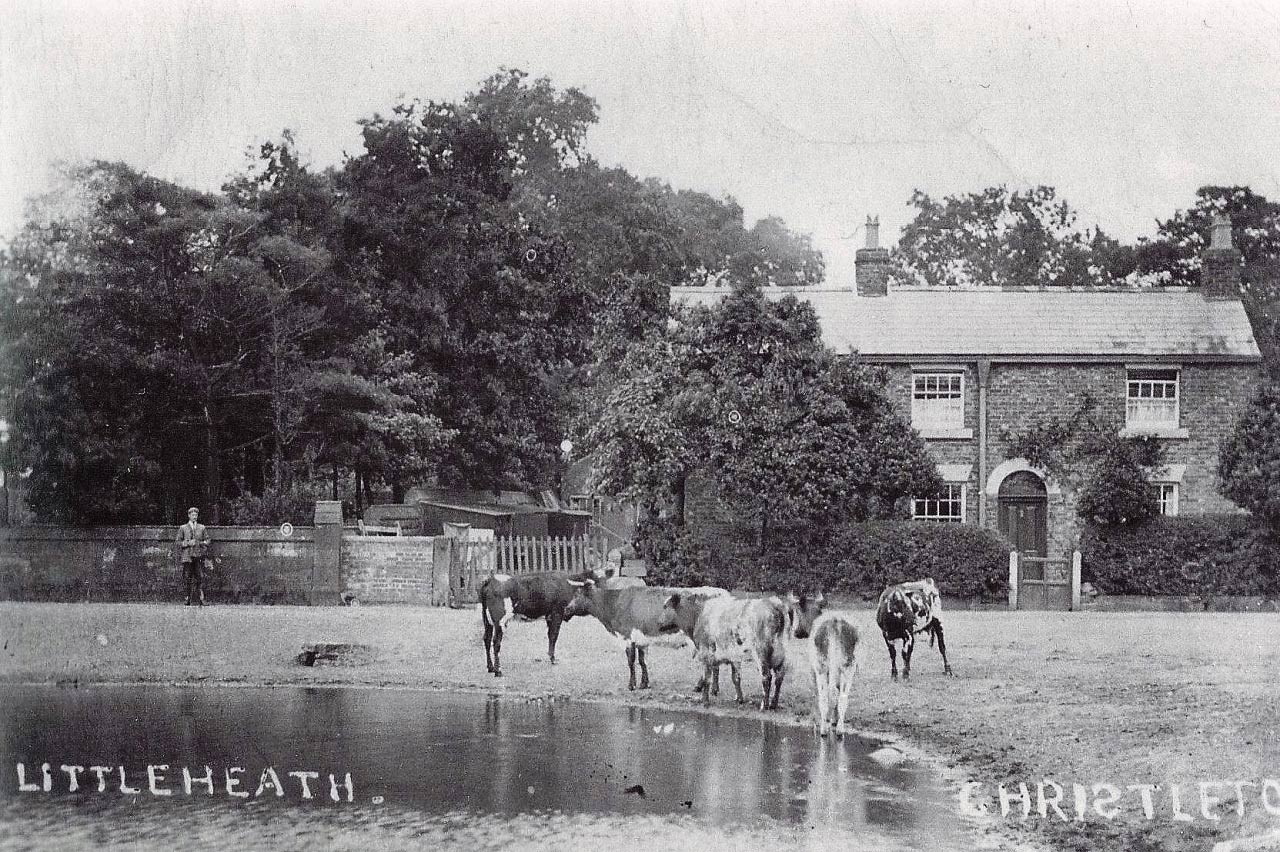 Cattle drinking a Christleton Pit 1907  Cattle drinking a Christleton Pit 1907