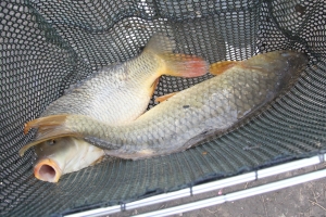 Big fish in Christleton Pit