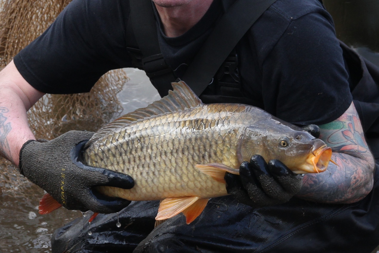 Big fish in Christleton Pit  Big fish in Christleton Pit