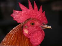 Cockerell