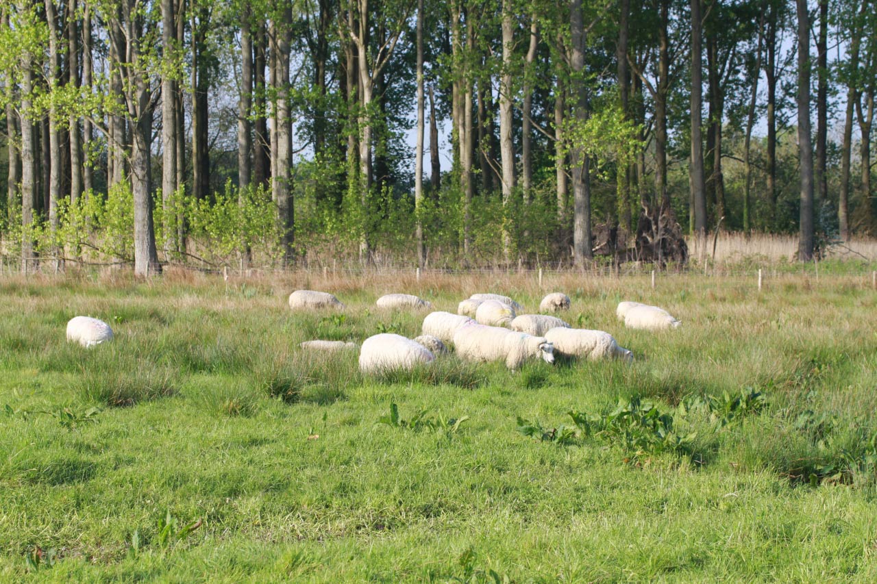 Sheep Farming in Christleton