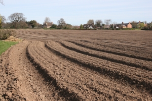 Field for Market Garden Crops Christleton