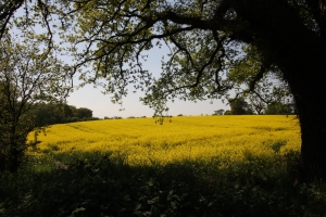 Oilseed Rape Christleton