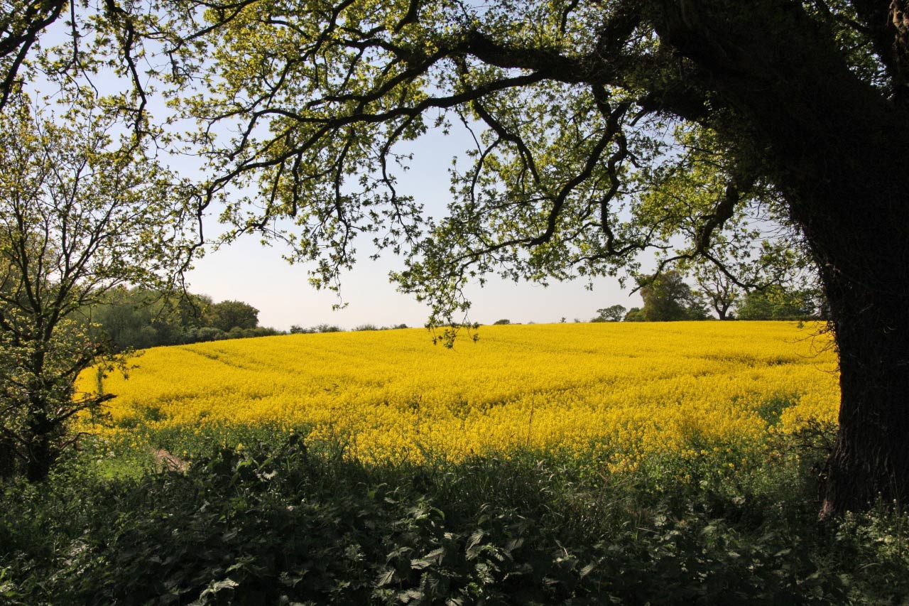 Oilseed Rape Christleton