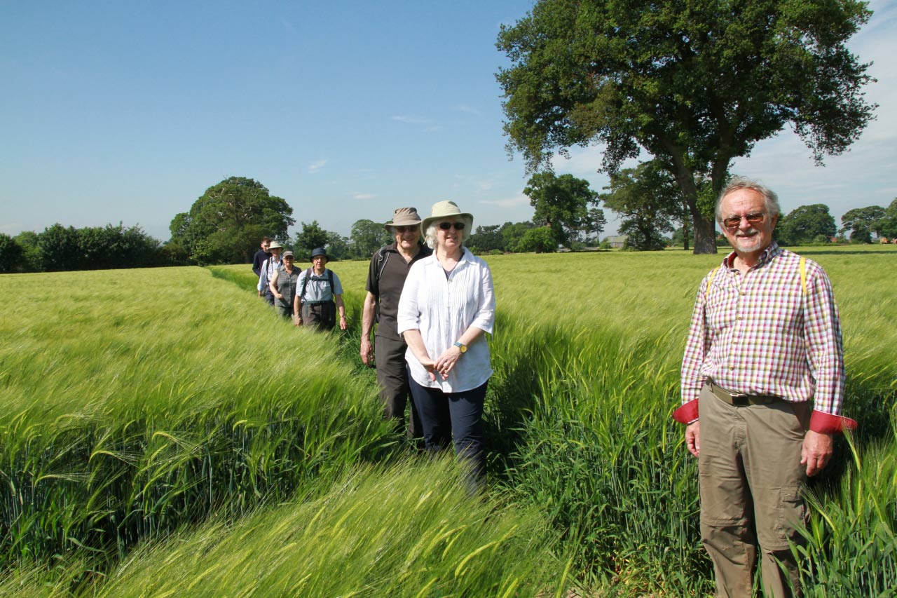 Barley Crop Christleton