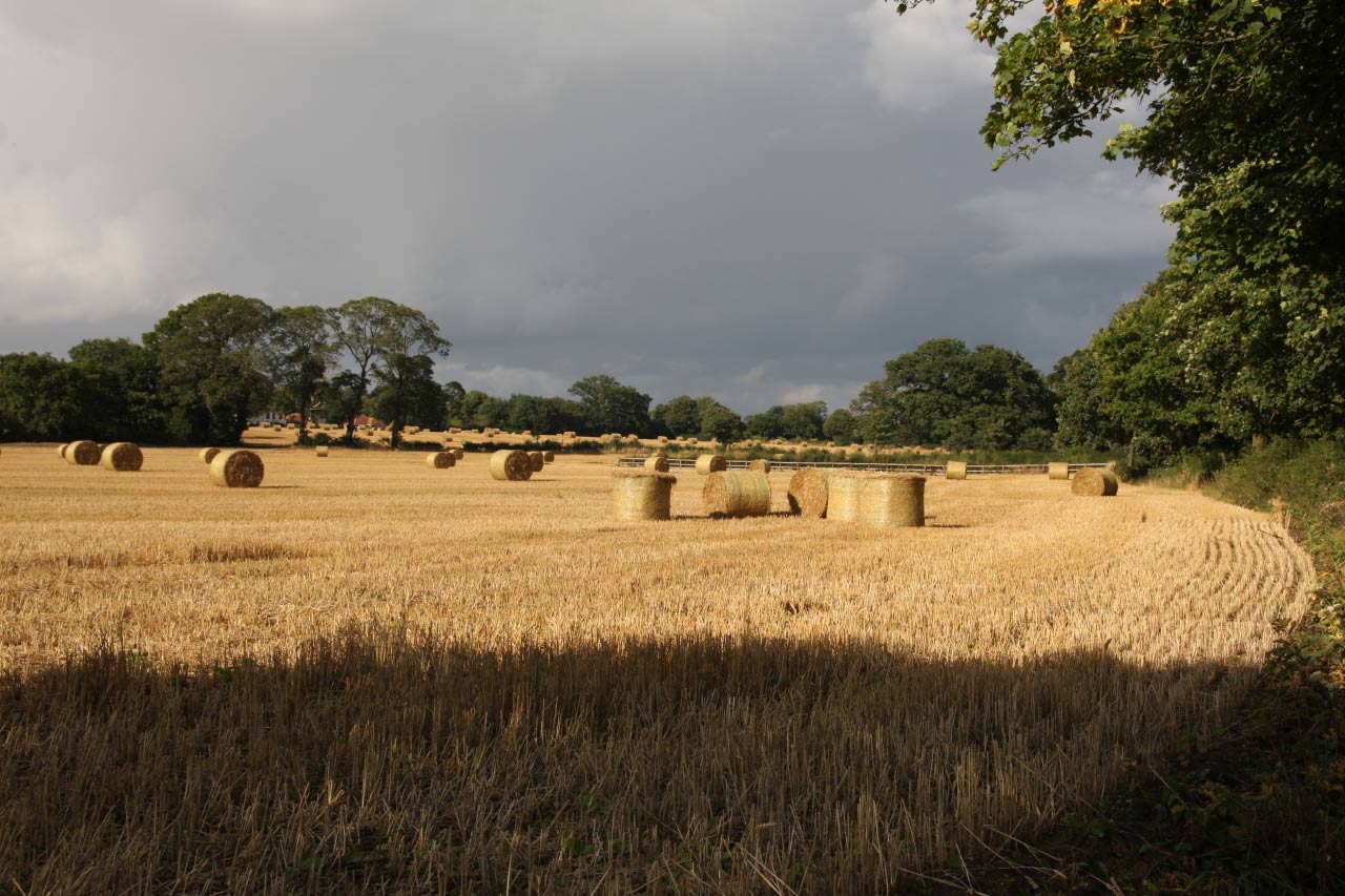 Cut Wheat Fields Little Heath Christleton