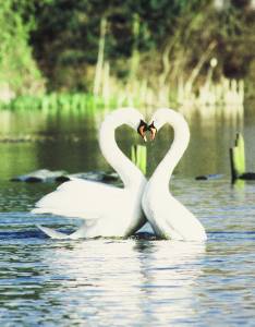 Swans Mating Display