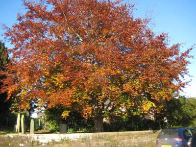 Copper Beech presented in the 1960's for winning Competition
