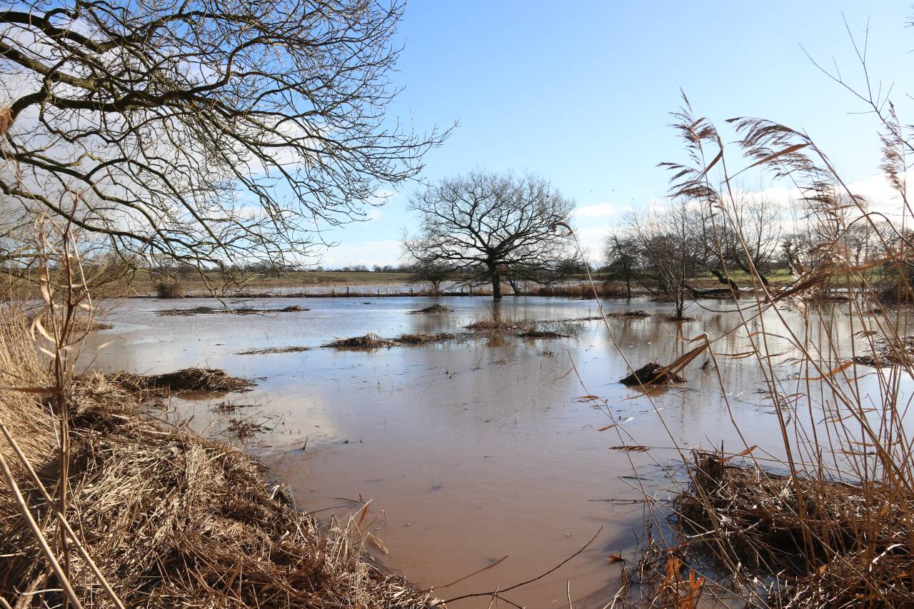 Flooded water Meadow