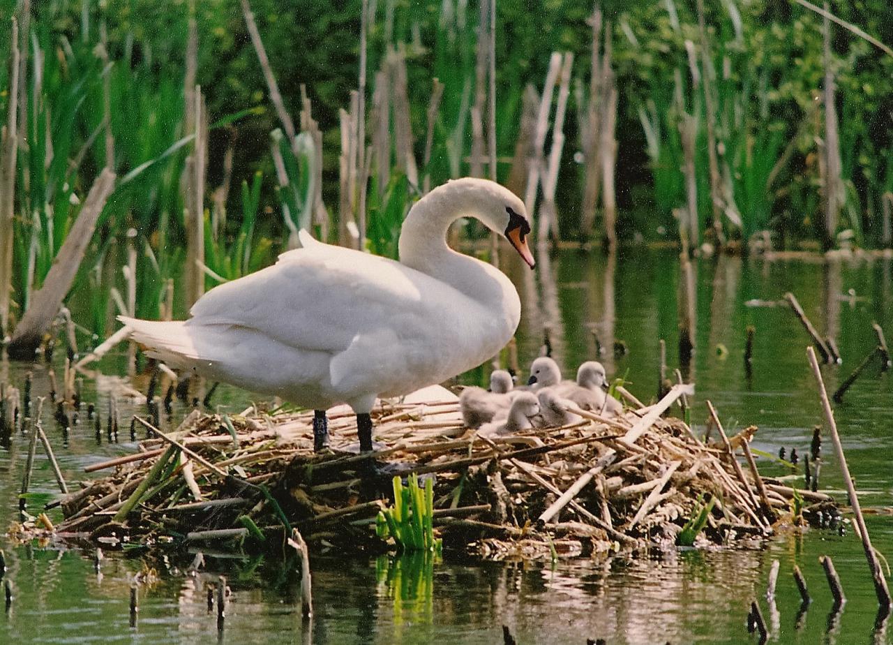 Swans at Christleton Pit