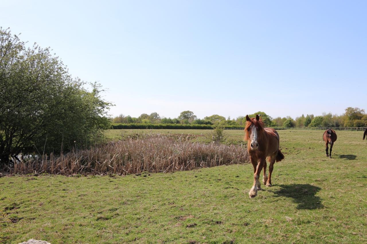  Pit at Rowton, Chester 